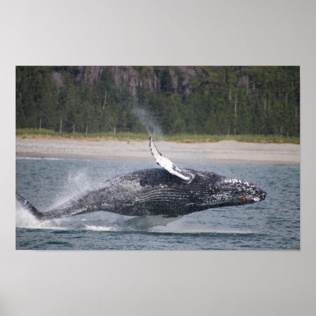 Affiche Photographie de baleine sautante (Devant)