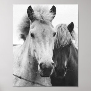 Affiche Photographie de Black and white Horse
