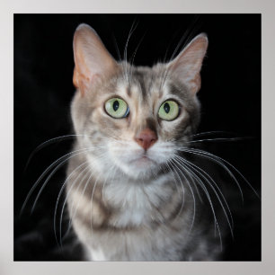 Affiche Photographie de chat du Bengale marbrée par bleu