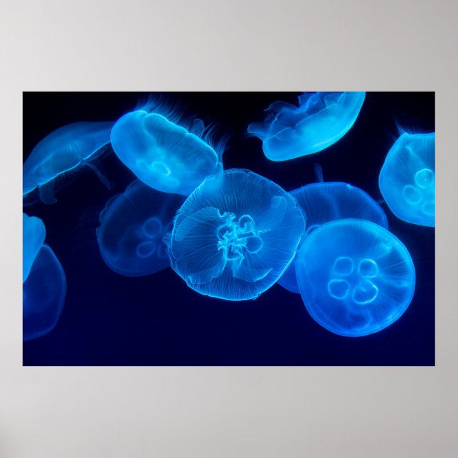 AFFICHE PHOTOGRAPHIE DE CLOSEUP DE SWARM DE JELLYFISH (Devant)