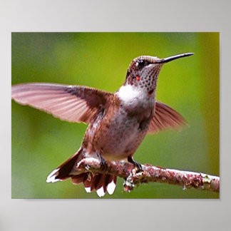 Affiche Photographie de colibri Décor mural Imprimer