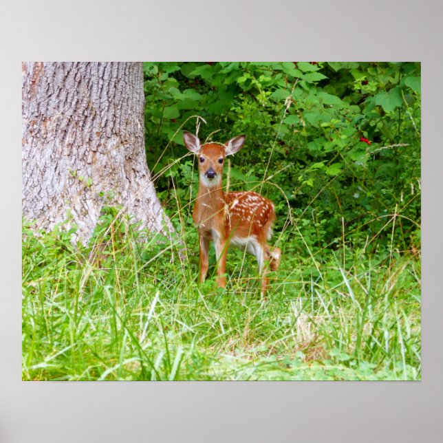 Affiche Photographie de faon dans les bois (Devant)