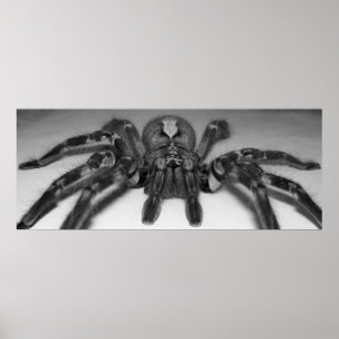 Affiche Photographie de Fasciata par Randomwhat