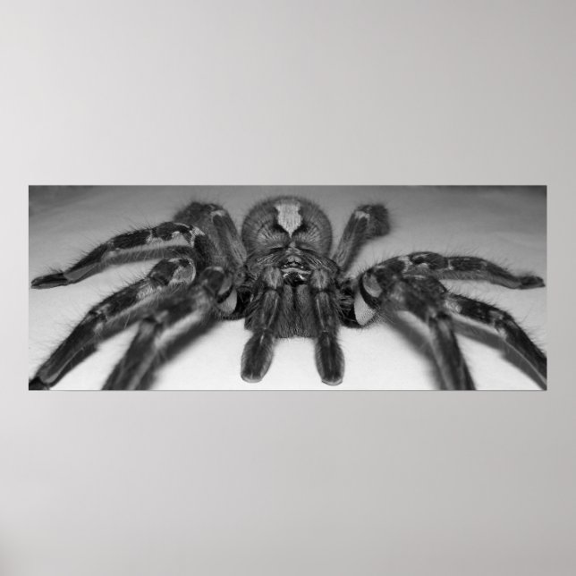 Affiche Photographie de Fasciata par Randomwhat (Devant)