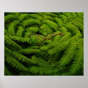 Affiche Photographie de Fern Fine Art