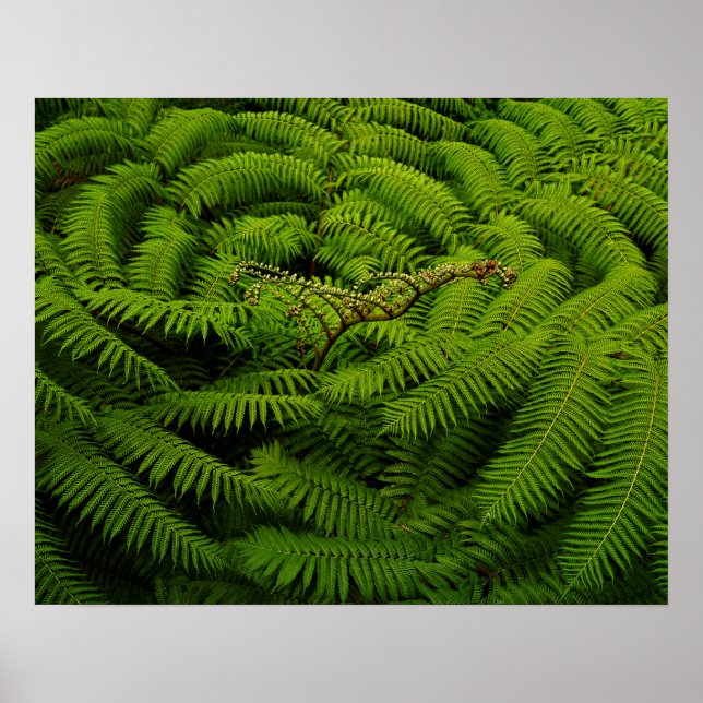 Affiche Photographie de Fern Fine Art (Devant)