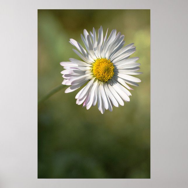 Affiche Photographie de Fleur de Daisy Nature (Devant)