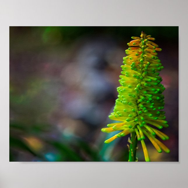 Affiche Photographie de fleur psychédélique colorée (Devant)