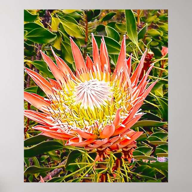 Affiche Photographie de fleurs australiennes de Protea (Devant)
