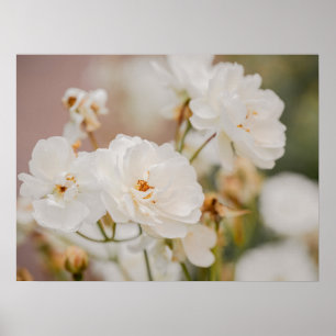 Affiche Photographie de fleurs botaniques de roses blanche