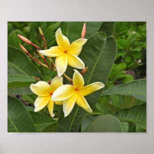 Affiche Photographie de fleurs tropicales de Plumeria jaun