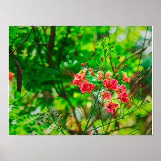Affiche Photographie de fleurs tropicales roses, botanique