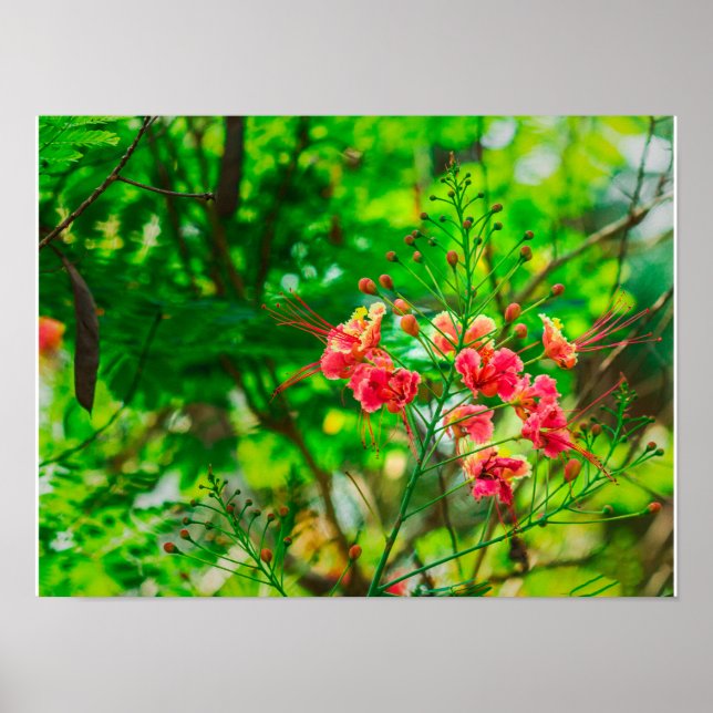 Affiche Photographie de fleurs tropicales roses, botanique (Devant)