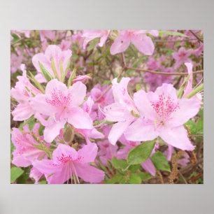 Affiche Photographie de gros plan d'azalée en fleurs