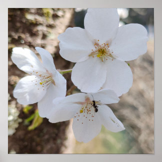 Affiche Photographie de gros plan de fleurs de cerisier Sa