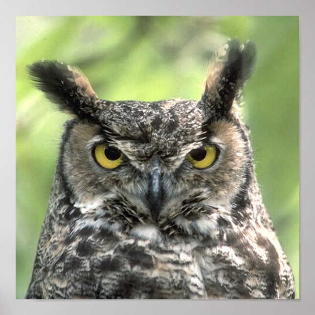 Affiche Photographie de hibou (Devant)