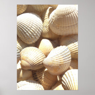 Affiche Photographie de la collection Sea Shells