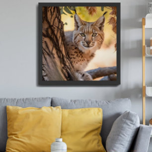 Affiche Photographie de la faune - fermeture de Bobcat