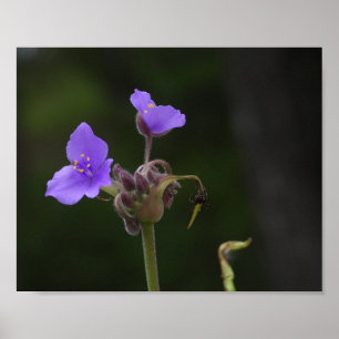 Affiche Photographie de la fleur sauvage Tradescantia pour