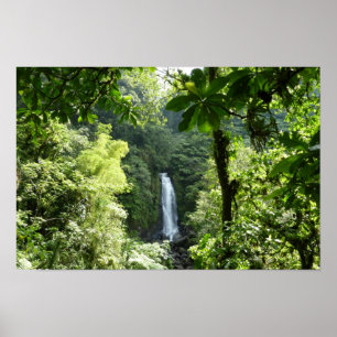 Affiche Photographie de la forêt tropicale humide des chut