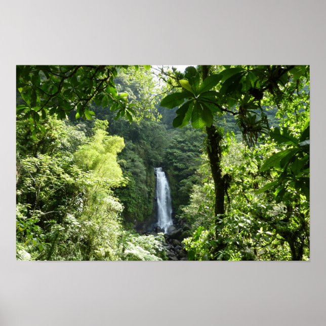 Affiche Photographie de la forêt tropicale humide des chut (Devant)