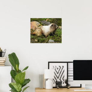 Affiche Photographie de la Marmotte huppée dans son habita