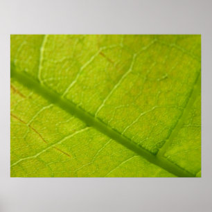 Affiche Photographie de la nature botanique de la feuille