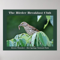 Photographie de la nature Carte d'oiseau Brown Thr