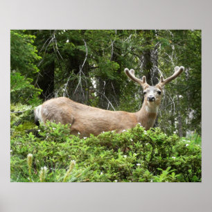 Affiche Photographie de la nature de cerfs à Yosemite