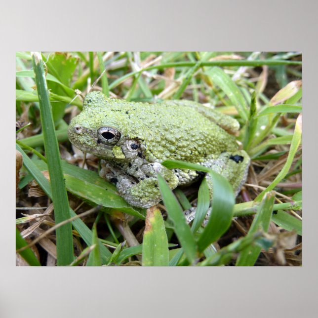 Affiche Photographie de la nature de la grenouille arboric (Devant)