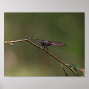 Affiche Photographie de la nature de la libellule rouge