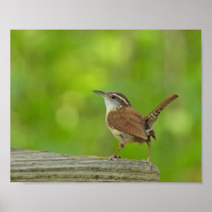 Affiche Photographie de la nature de l'oiseau Troglodyte d