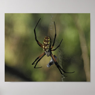 Affiche Photographie de la nature de toile d'araignée orbw