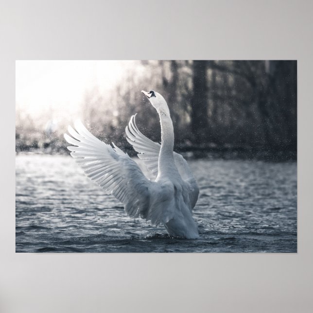 Affiche Photographie de la nature du cygne blanc (Devant)