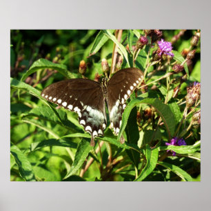 Affiche Photographie de la nature du papillon noir Swallow