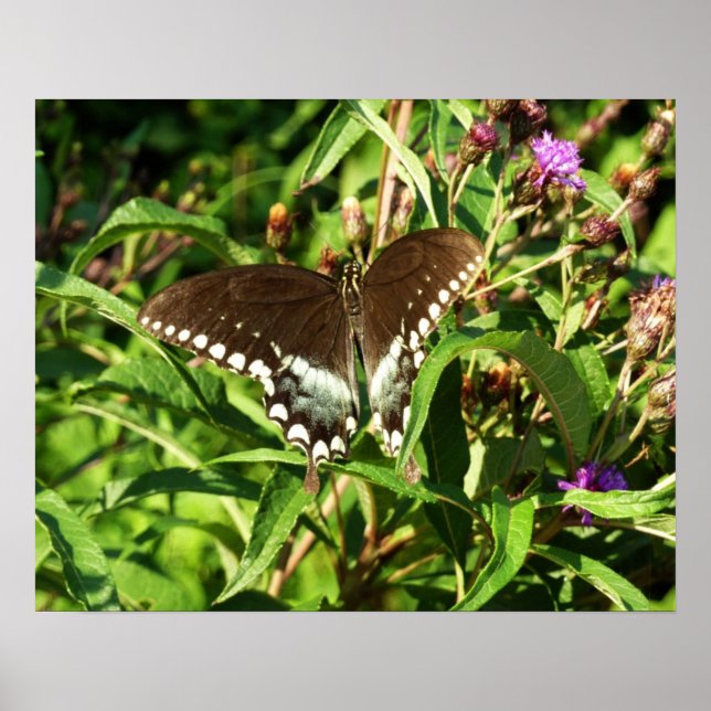 Affiche Photographie de la nature du papillon Papilio noir (Devant)