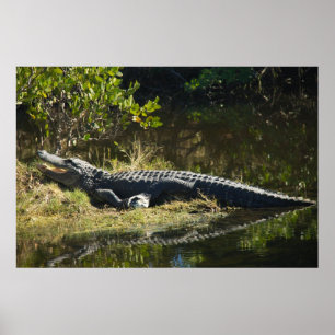 Affiche Photographie de la nature d'un alligator de Florid