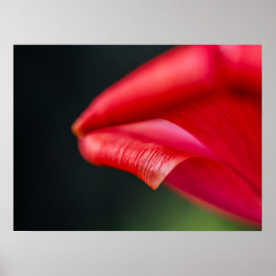 Affiche Photographie de la nature d'un pétale de tulipe ro