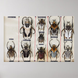 Affiche Photographie de la nature d'une espèce de coléoptè