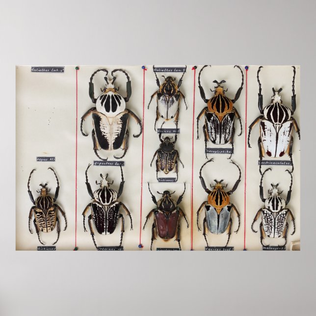 Affiche Photographie de la nature d'une espèce de coléoptè (Devant)