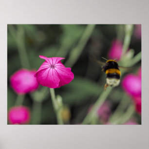 Affiche Photographie de la nature d'une fleur sauvage rose