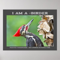 Photographie de la nature Oiseau de pic pilé