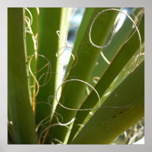 Affiche Photographie de la nature verte Feuille du Yucca