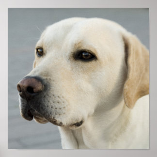 Affiche Photographie de Labrador Retriever doré