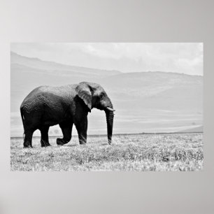 AFFICHE PHOTOGRAPHIE DE L'ÉLÉPHANT