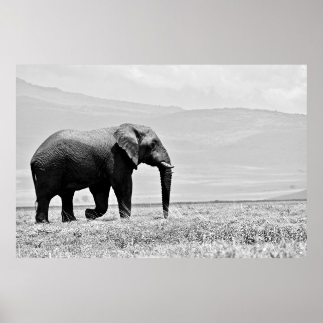 AFFICHE PHOTOGRAPHIE DE L'ÉLÉPHANT (Devant)