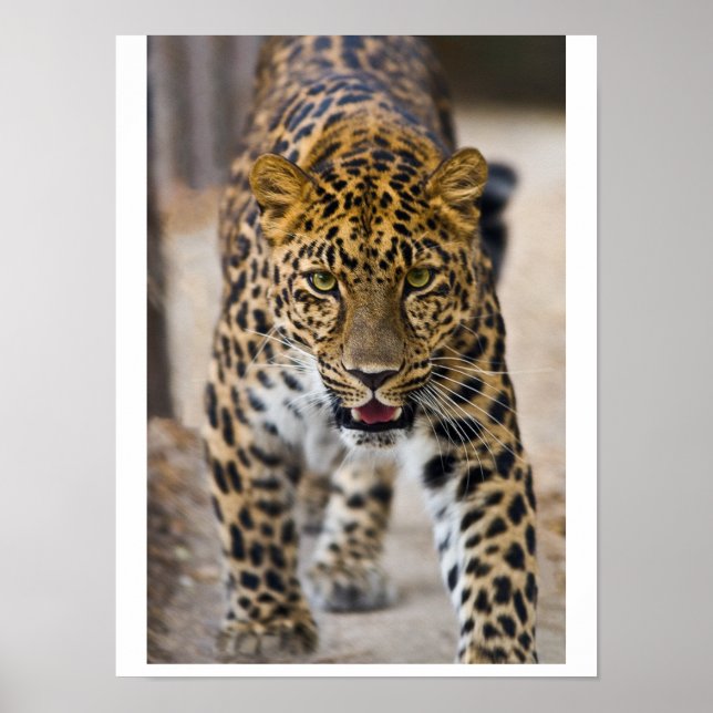 Affiche Photographie de léopard en train de courir (Devant)
