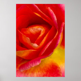 Affiche Photographie de l'impressionniste Rose Red Mardi G