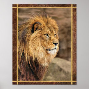 Affiche Photographie de Lion de Profil