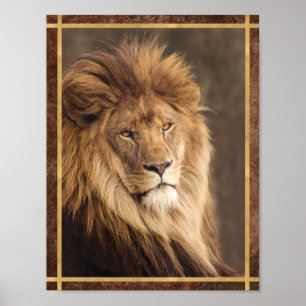 Affiche Photographie de lion sérieux